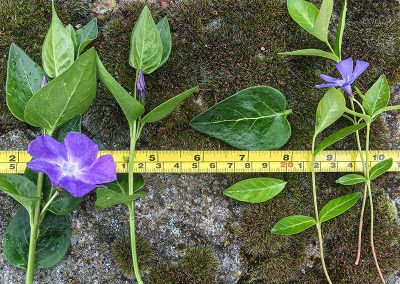 Greater Periwinkle & Lesser Periwinkle comparison